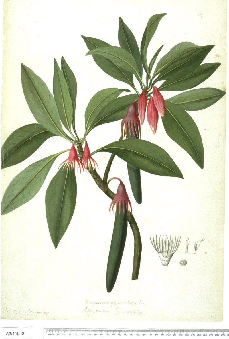 Oriental Mangrove photo 2