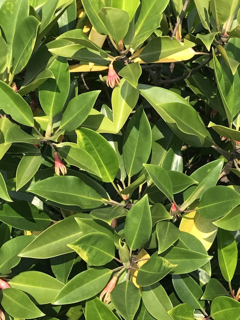 Oriental Mangrove photo 3