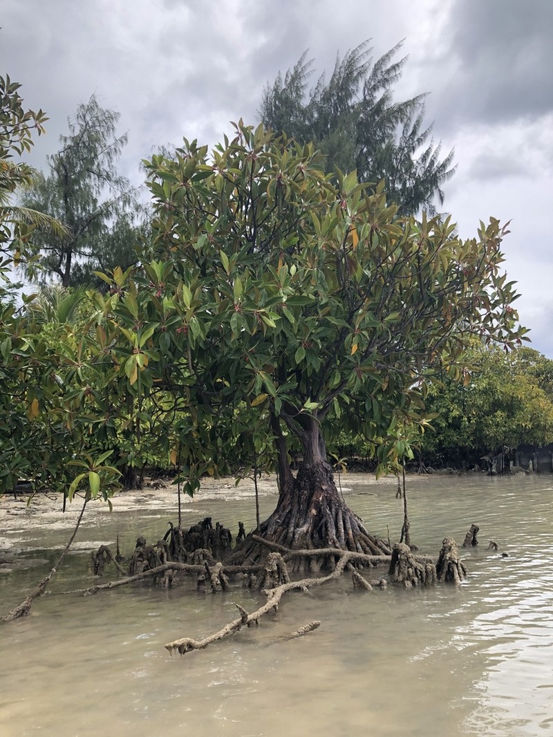 Oriental Mangrove photo 4