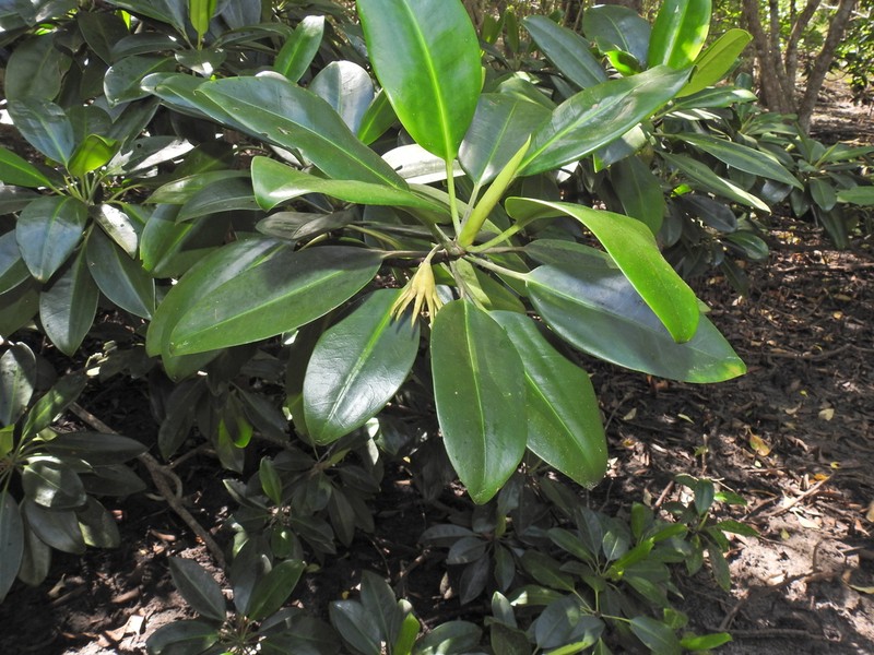 Oriental Mangrove photo 5