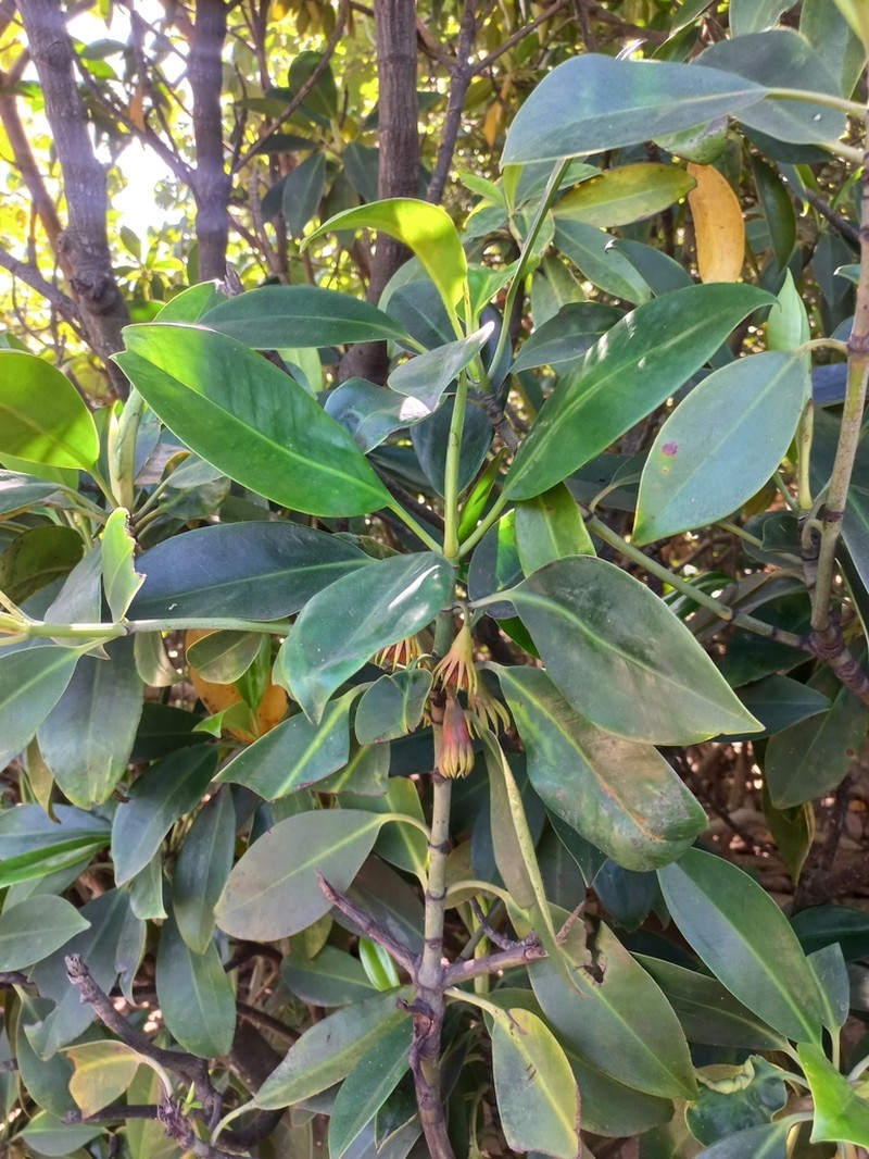 Oriental Mangrove photo 6
