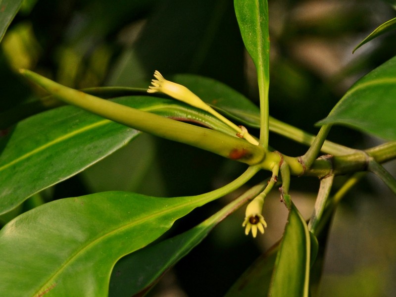 Smallflower Bruguiera photo 3