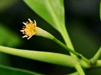 Smallflower Bruguiera
