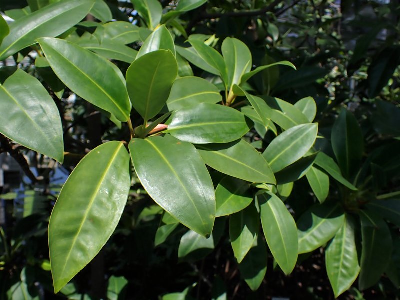 Oriental Mangrove photo 2