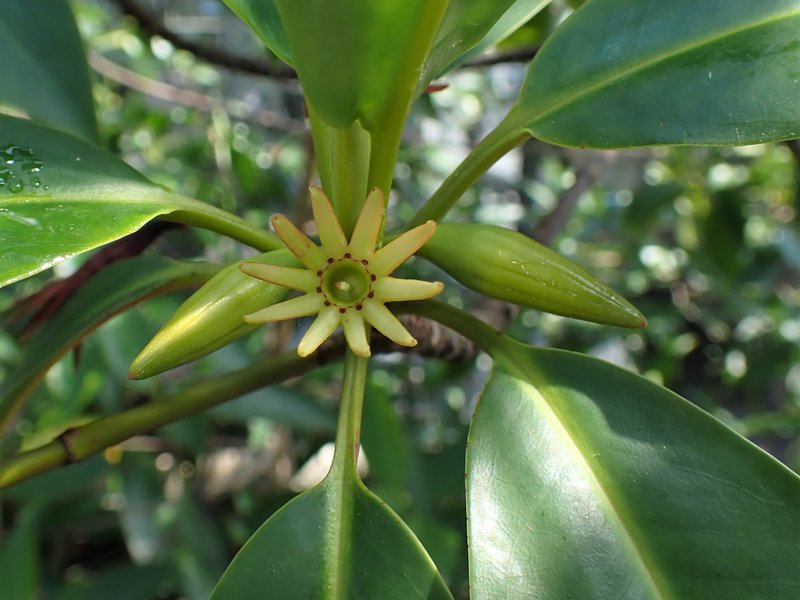 Oriental Mangrove photo 3