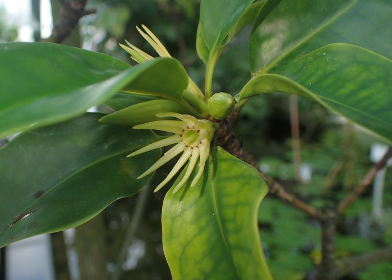 Oriental Mangrove photo 4