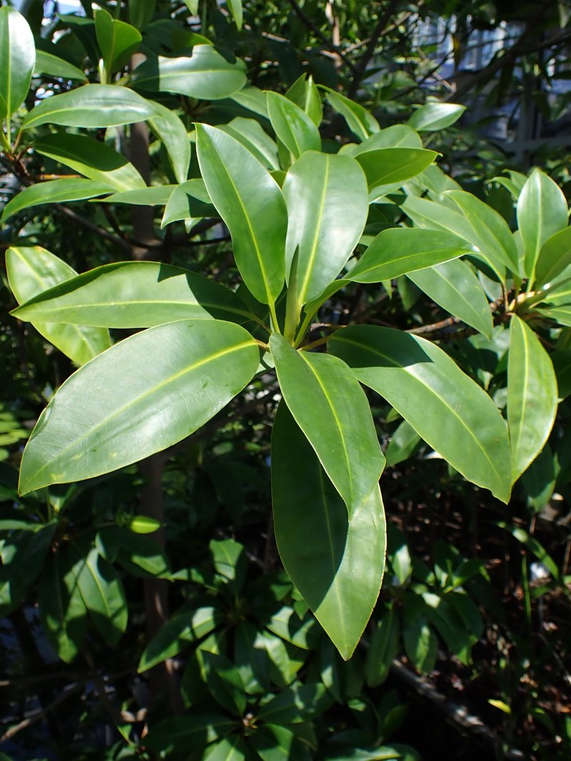 Oriental Mangrove photo 5