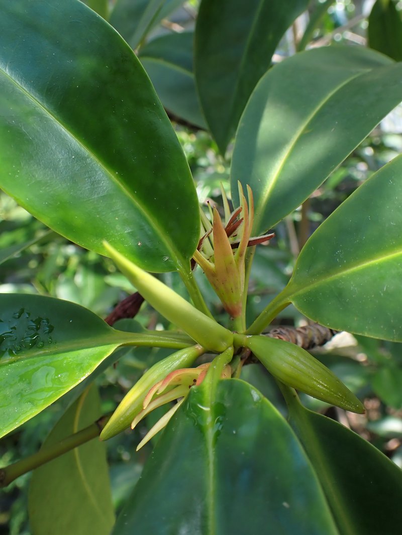 Oriental Mangrove photo 6