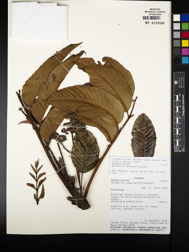 Brunellia acostae