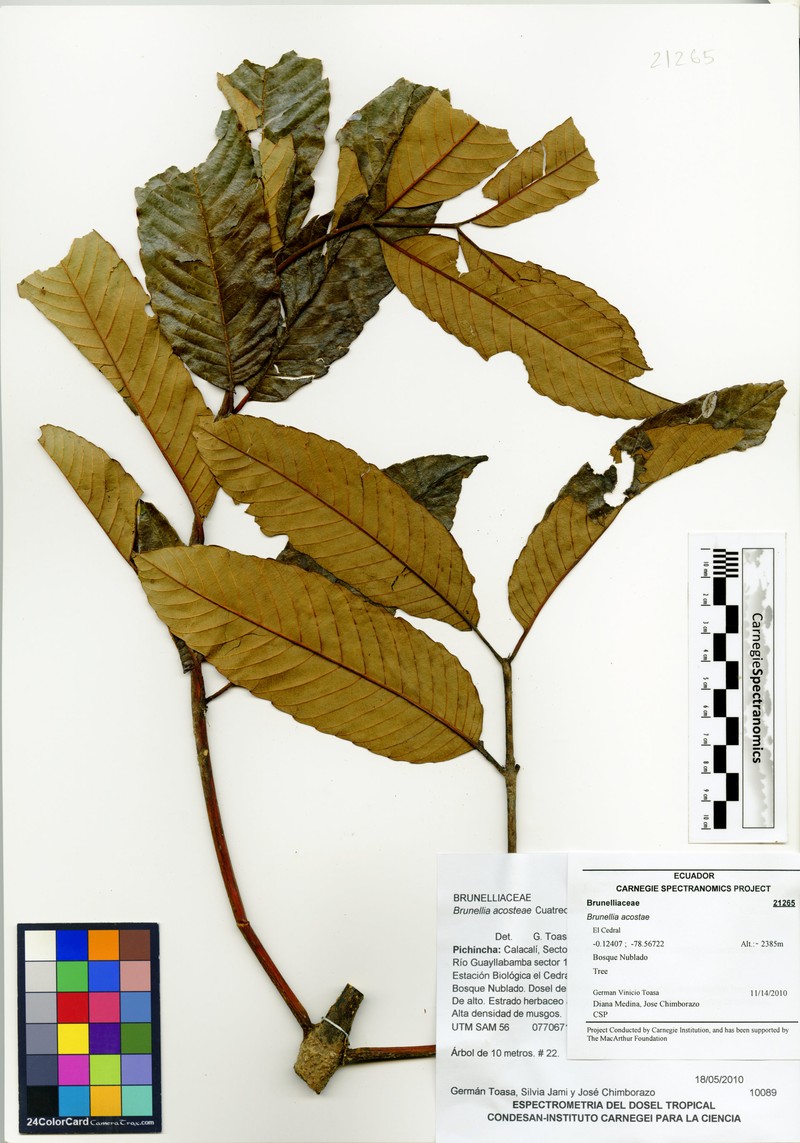 Brunellia acostae photo 2