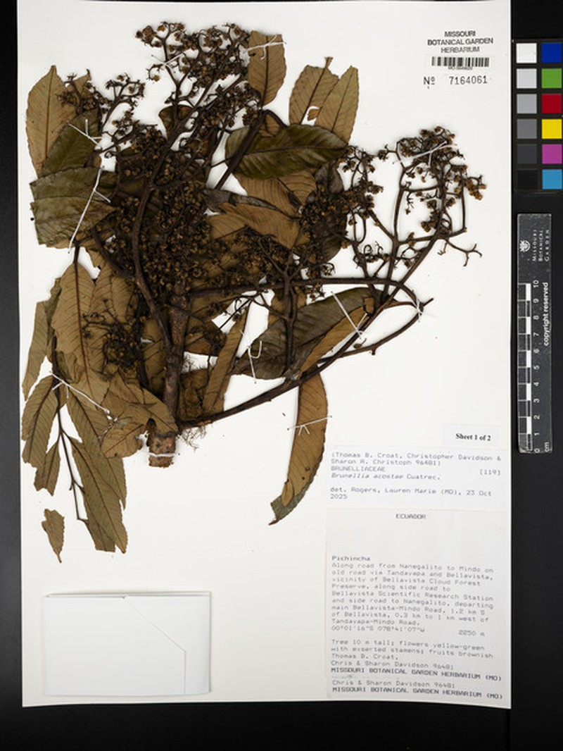 Brunellia acostae photo 3