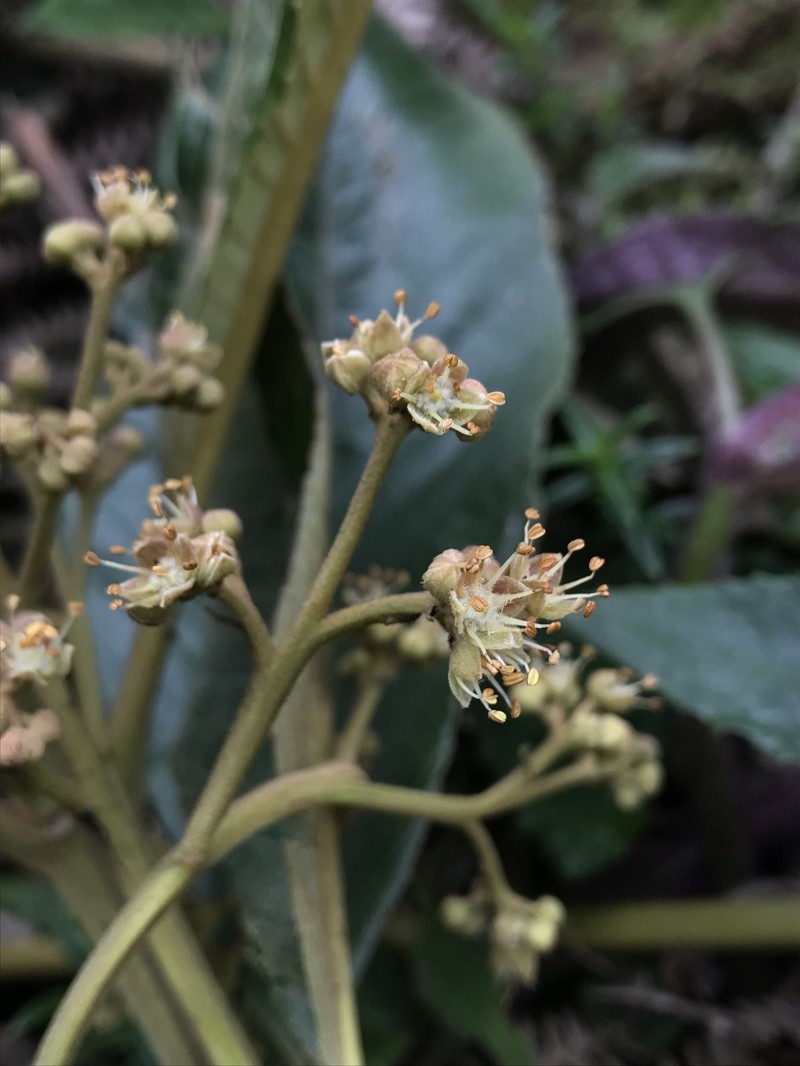 Brunellia acutangula
