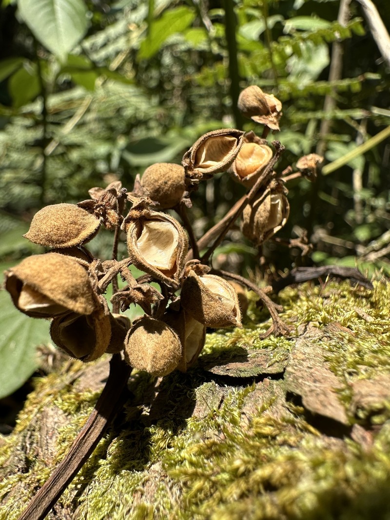 Brunellia acutangula photo 2