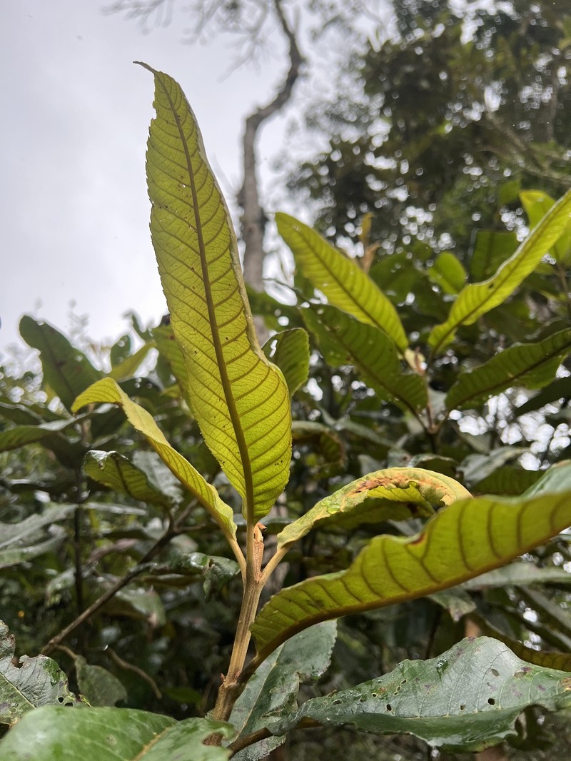 Brunellia acutangula photo 3