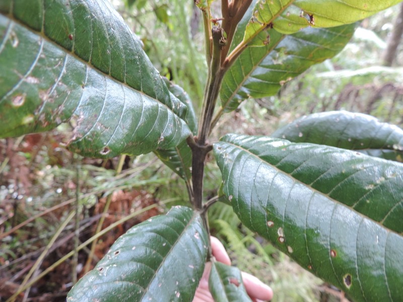 Brunellia acutangula photo 4