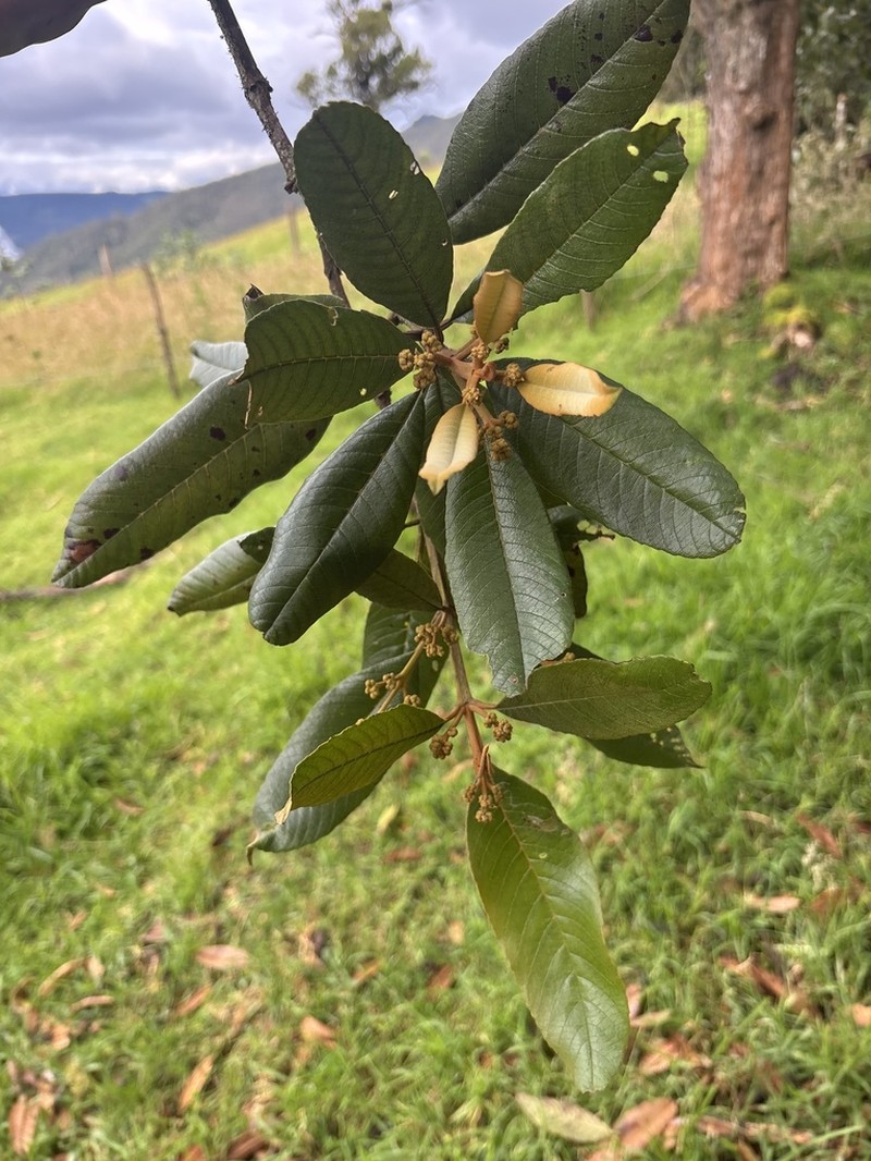 Brunellia acutangula photo 5