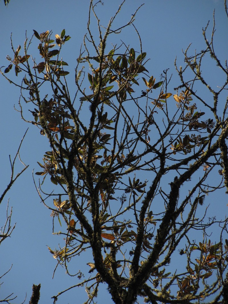 Brunellia acutangula photo 7