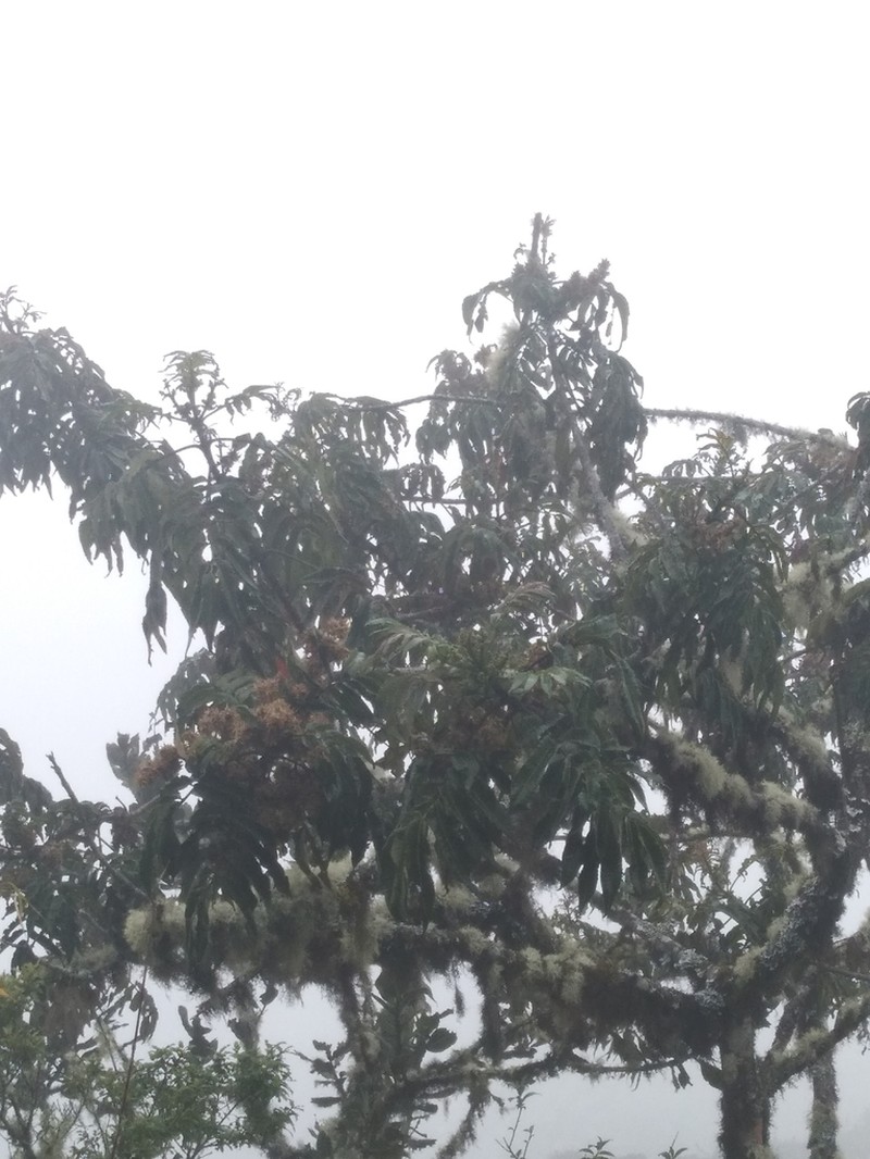 Brunellia boliviana photo 3