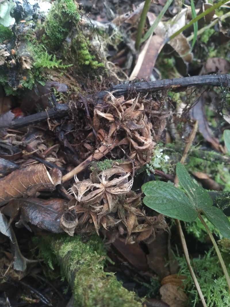 Brunellia boliviana photo 4