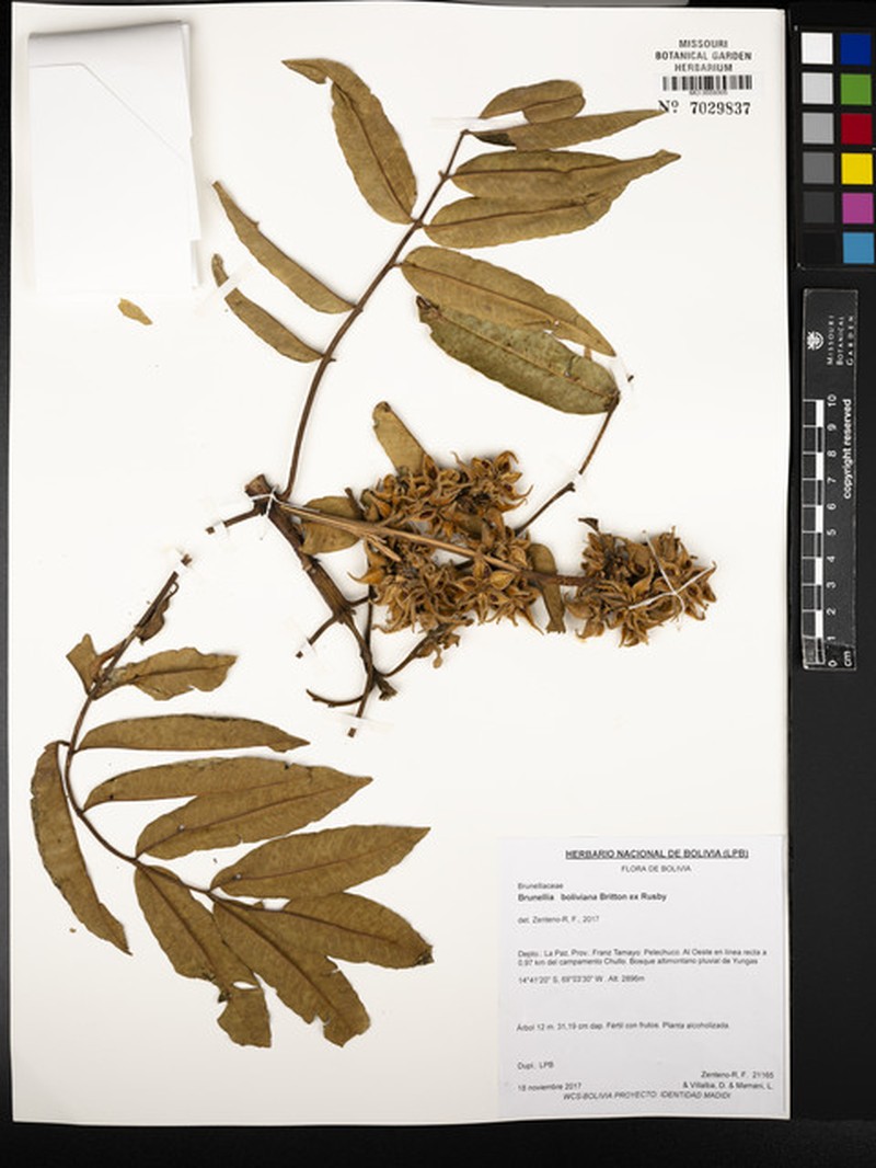 Brunellia boliviana photo 6