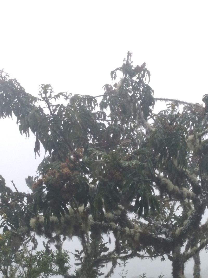 Brunellia boliviana