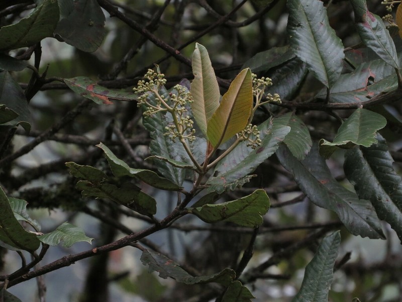 Brunellia boqueronensis
