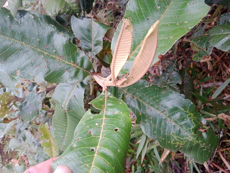 Brunellia boqueronensis photo 2
