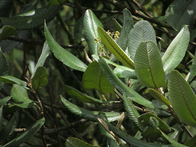 Brunellia boqueronensis photo 3