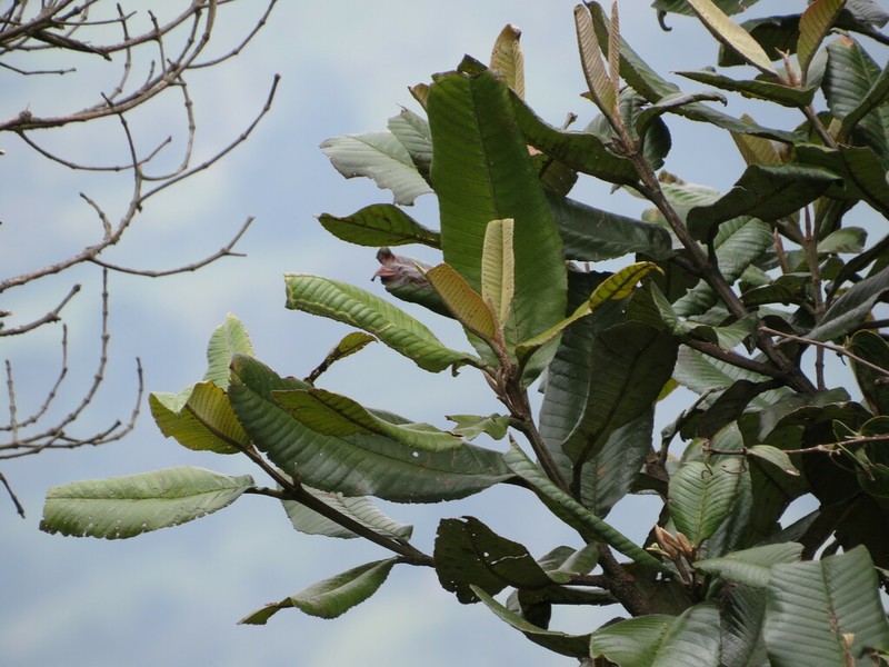 Brunellia boqueronensis photo 4