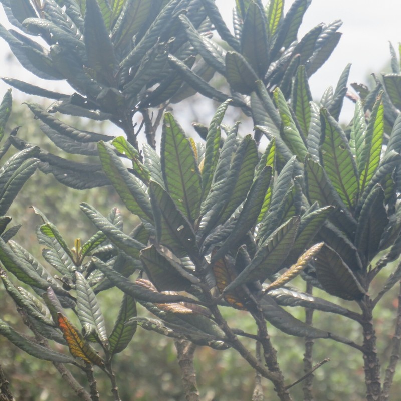 Brunellia boqueronensis photo 5