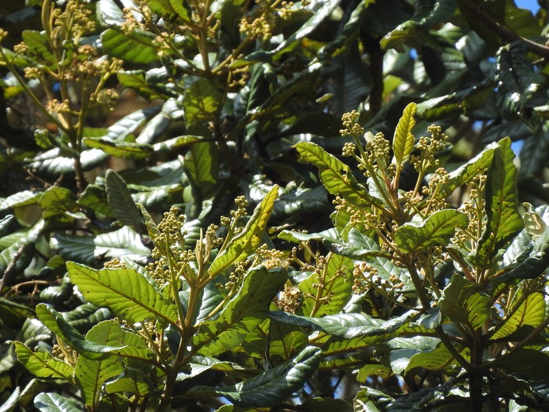 Brunellia boqueronensis photo 6