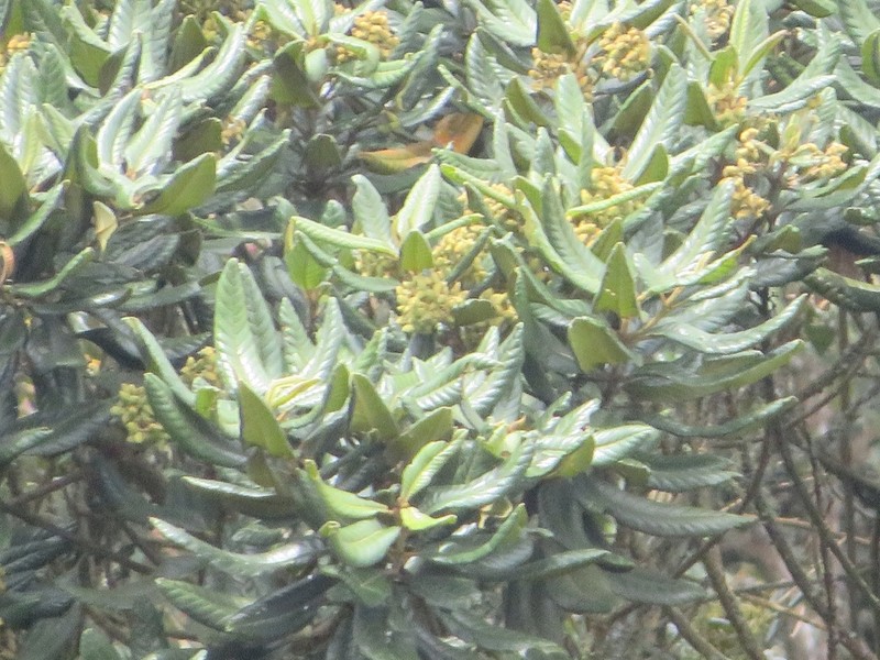 Brunellia boqueronensis photo 7