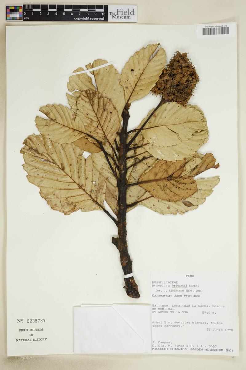 Brunellia briquetii