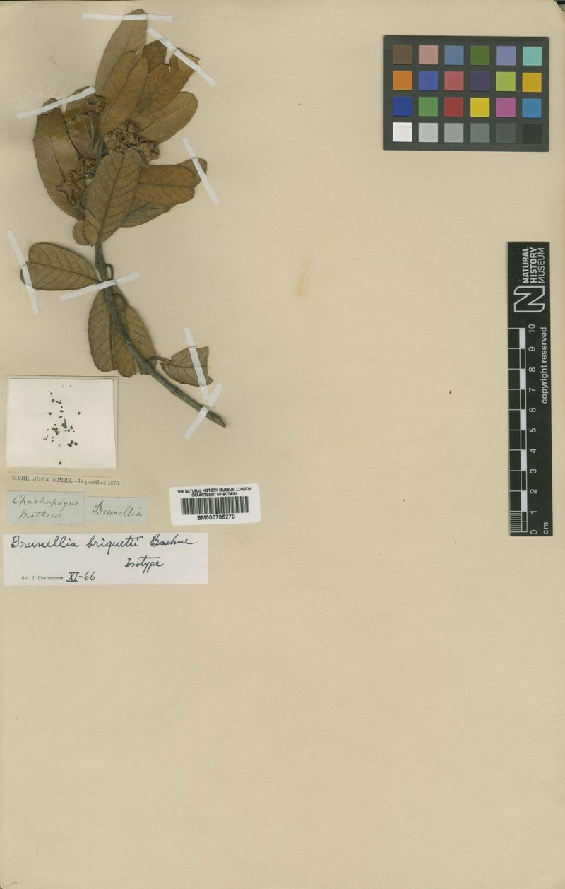 Brunellia briquetii photo 2