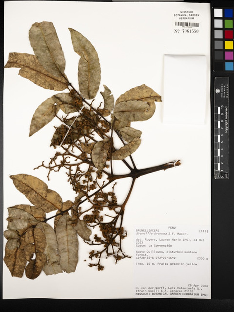 Brunellia brunnea