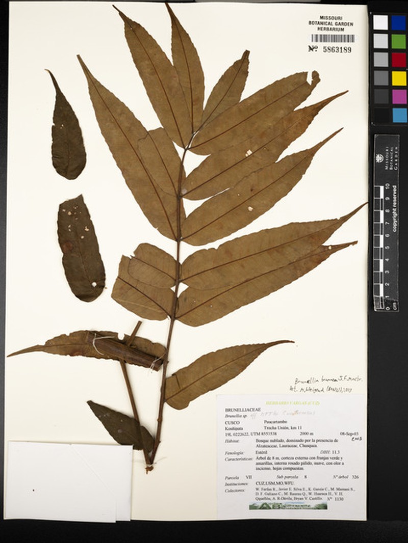 Brunellia brunnea photo 2