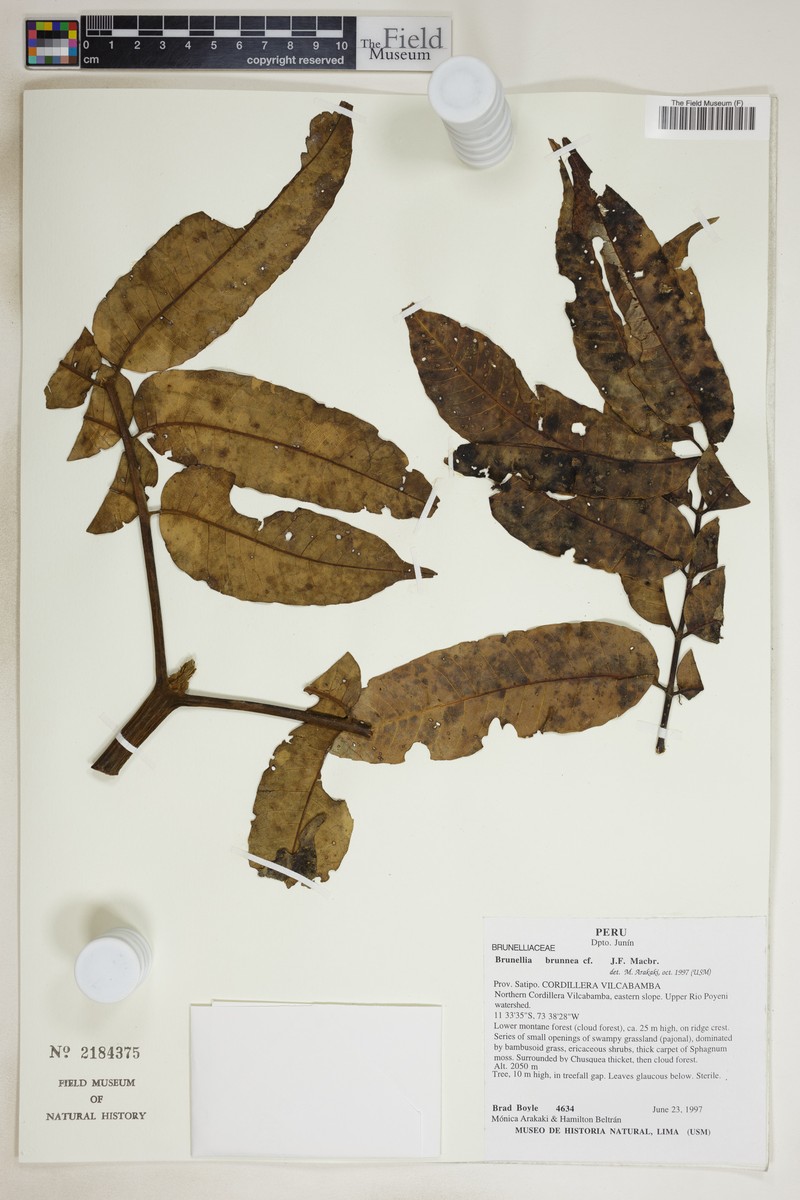 Brunellia brunnea photo 3