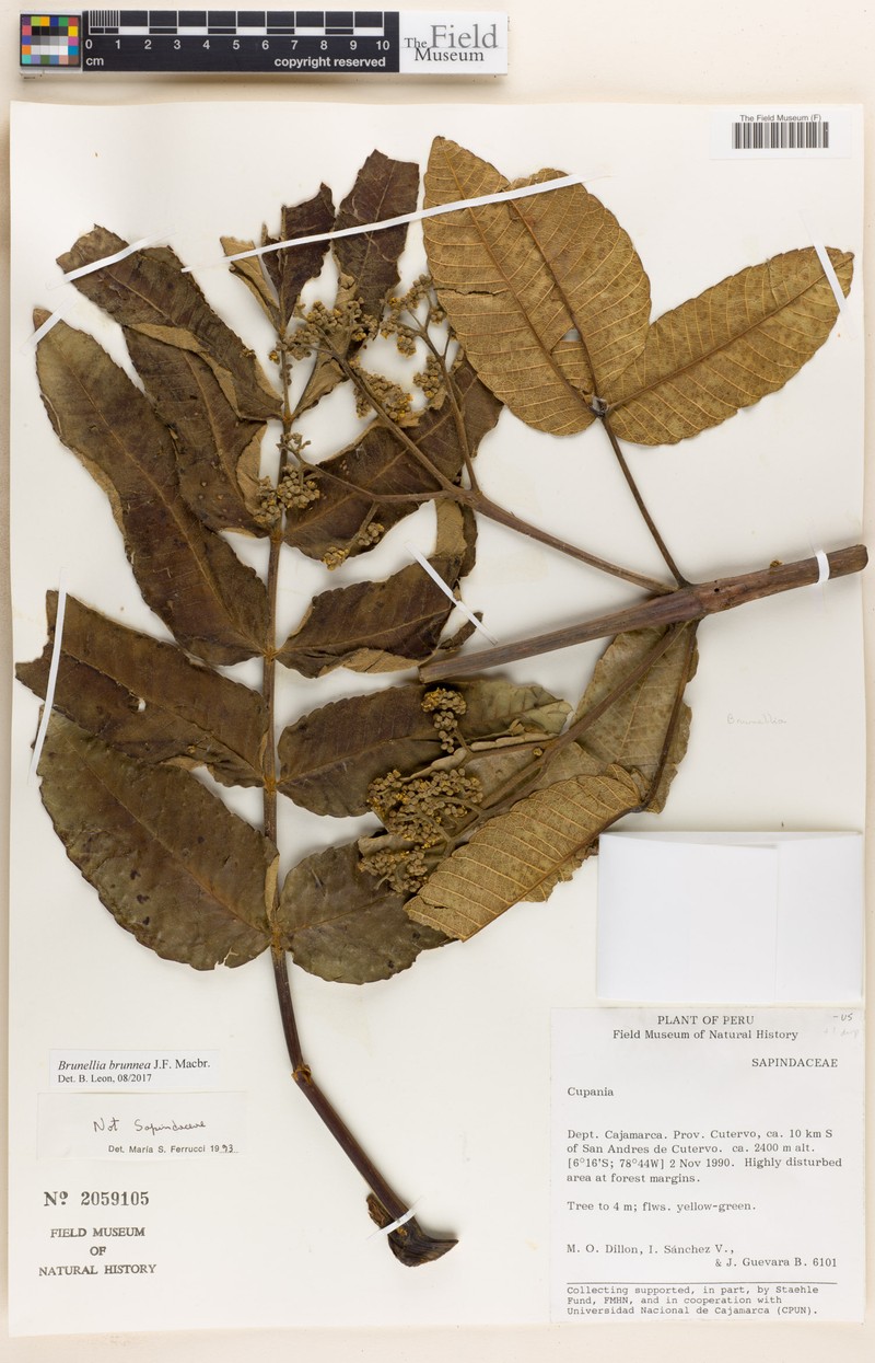 Brunellia brunnea photo 4