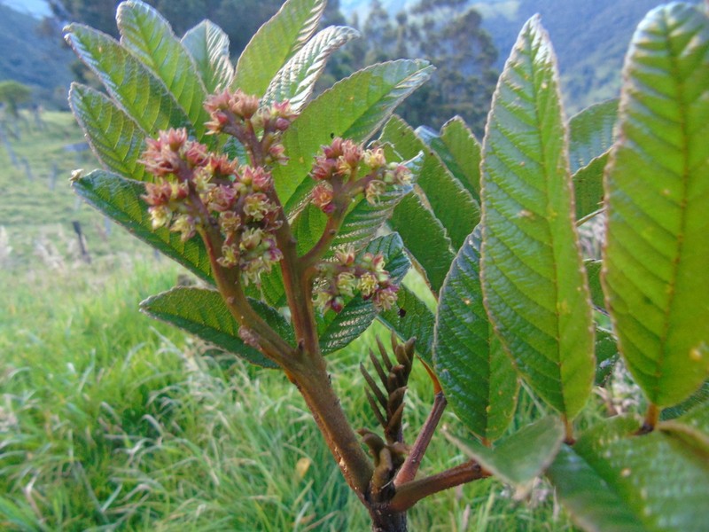 Brunellia cayambensis