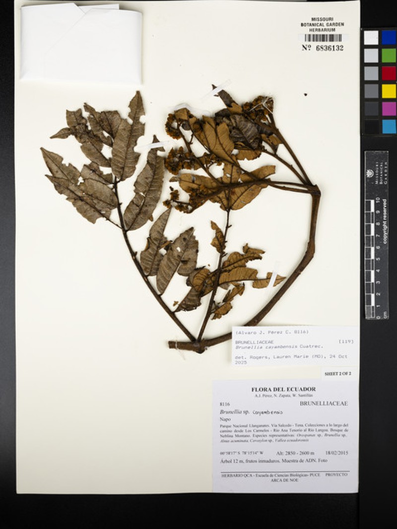 Brunellia cayambensis photo 2