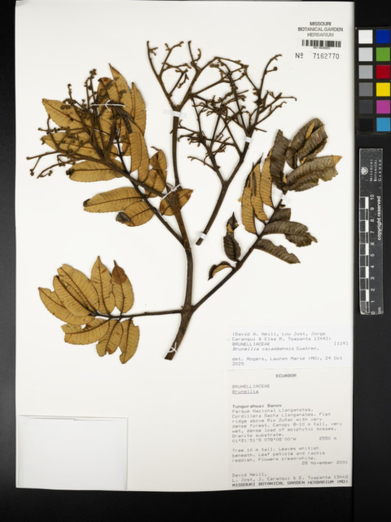 Brunellia cayambensis photo 3
