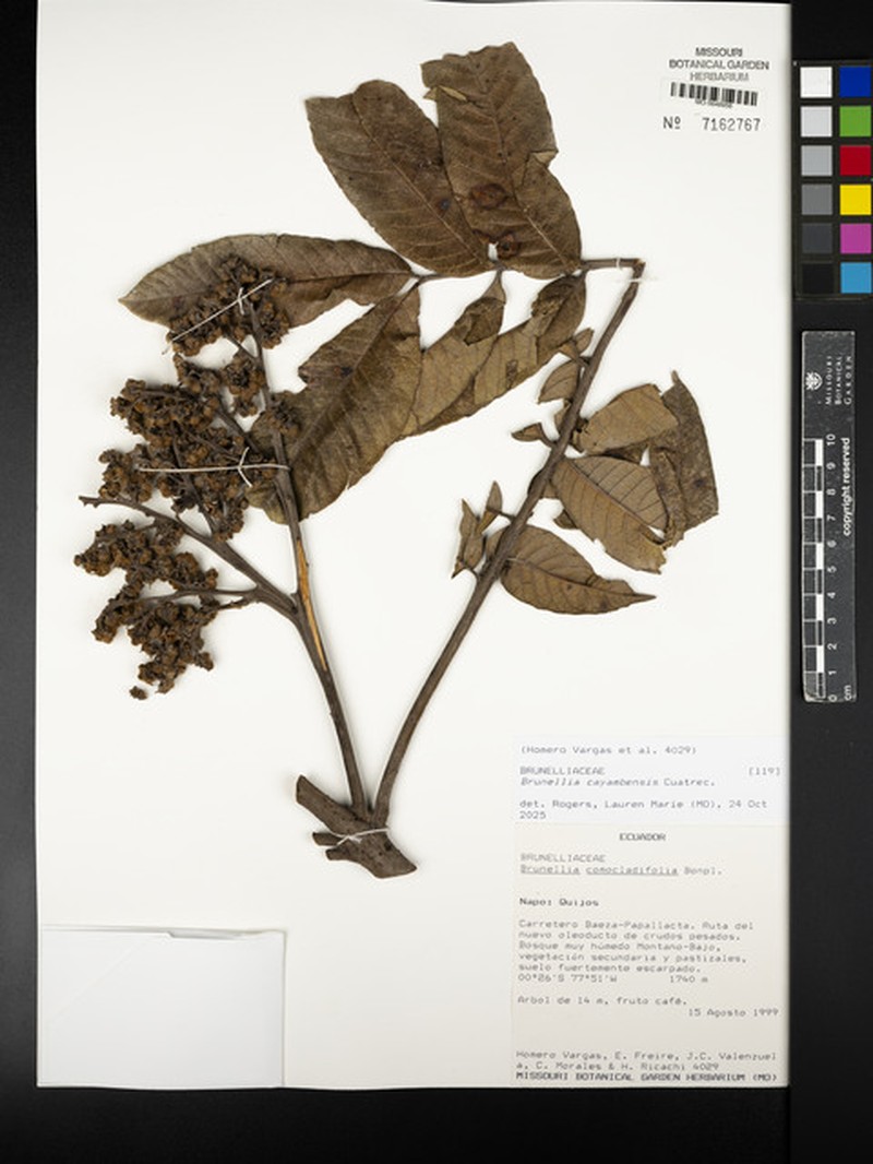 Brunellia cayambensis photo 4
