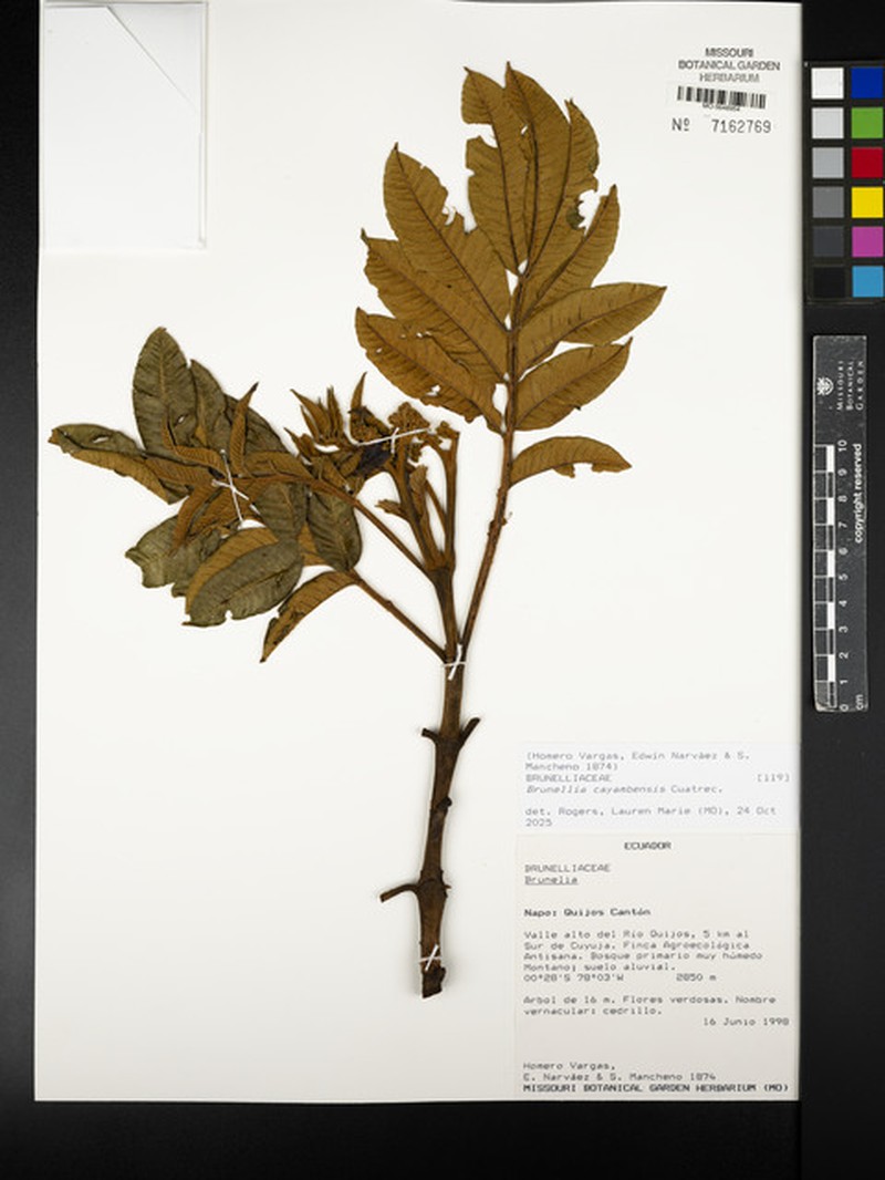 Brunellia cayambensis photo 5
