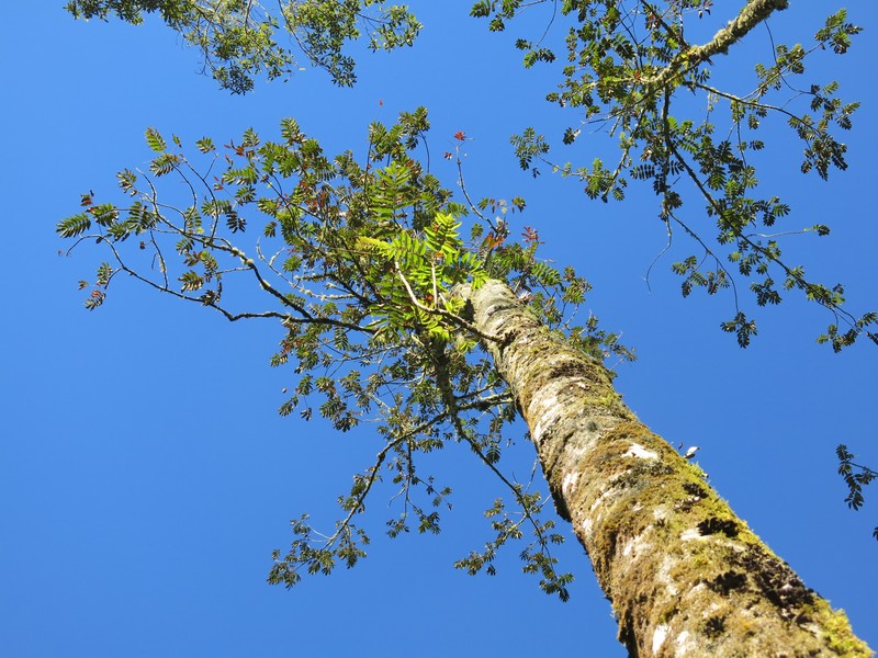West Indian Sumac