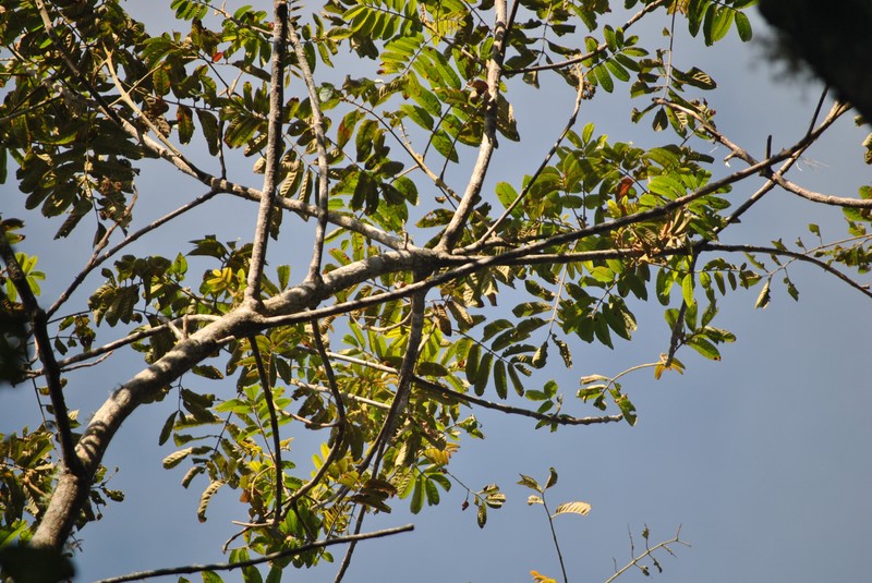 West Indian Sumac photo 2
