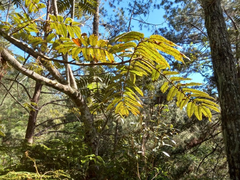 West Indian Sumac photo 3