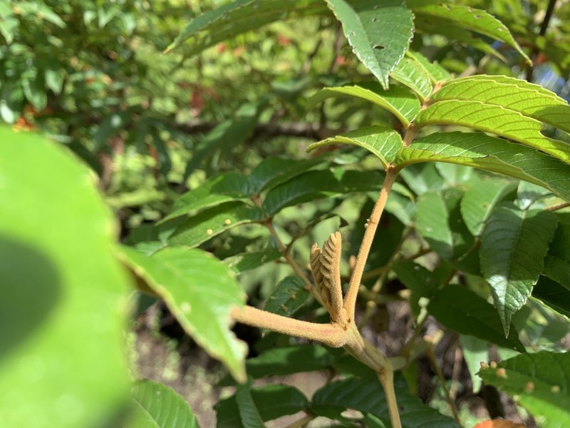 West Indian Sumac photo 4