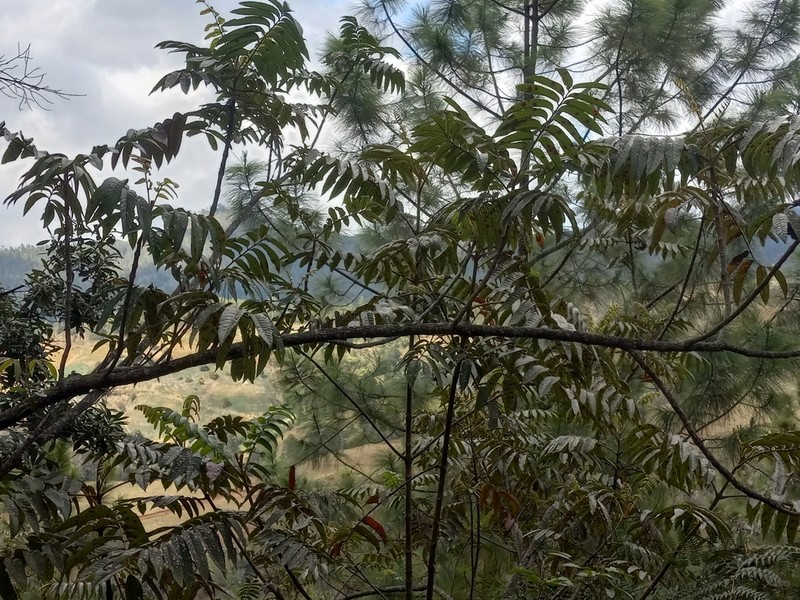 West Indian Sumac photo 5