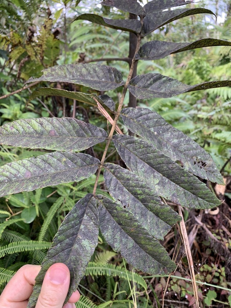 West Indian Sumac photo 6