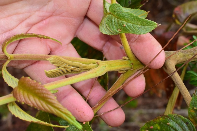 West Indian Sumac photo 7
